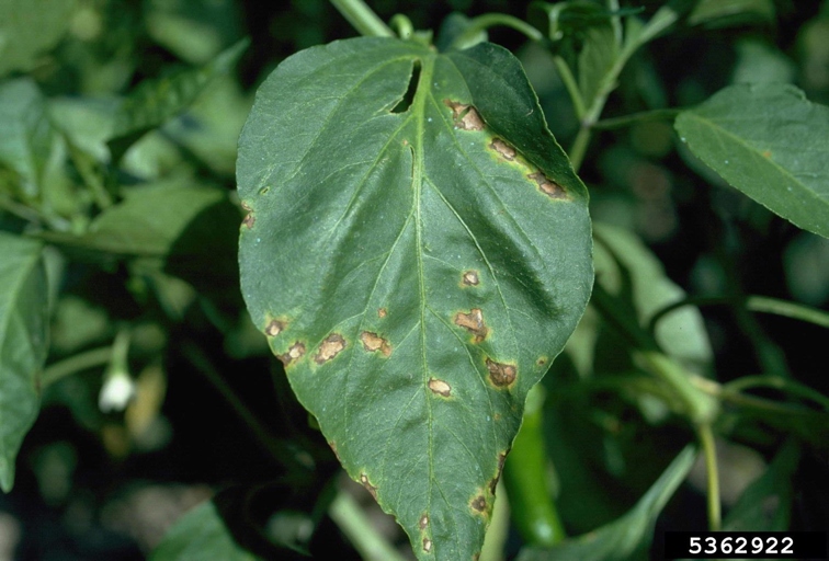 Bacterial leaf spot is a common problem for pepper plants, but there are a few things you can do to treat it.