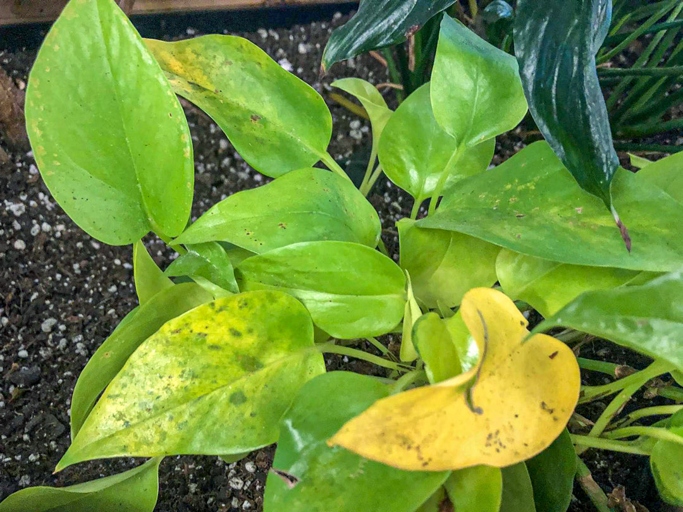 Bacterial leaf spot is a common problem for pothos plants, causing brown spots to form on the leaves.