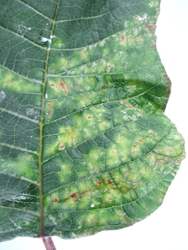 Bacterial leaf spots are black or brown spots that can appear on the leaves of a poinsettia.