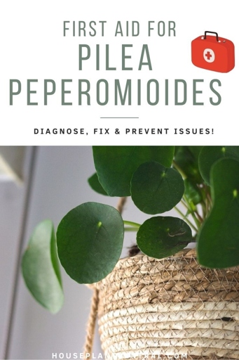 Bacterial problems in pilea plants can be controlled with proper management and treatment.