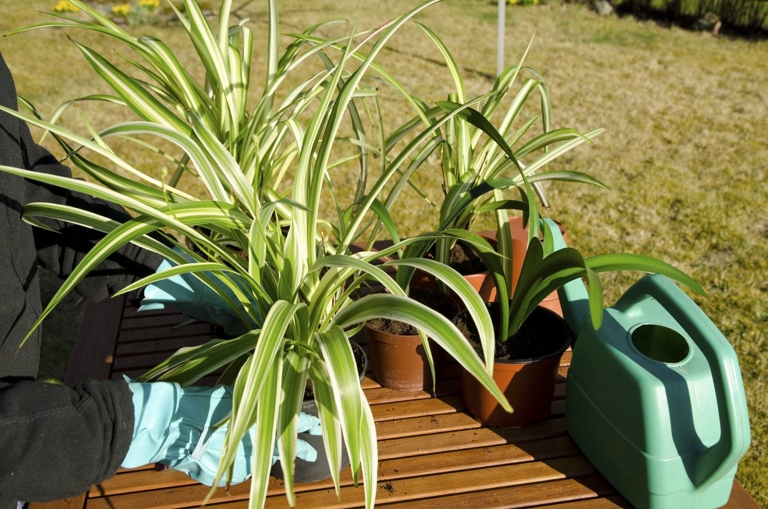 Bacterial soft rot is a common problem with spider plants.