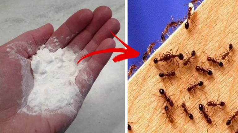 Baking soda is an effective and natural way to kill ants.
