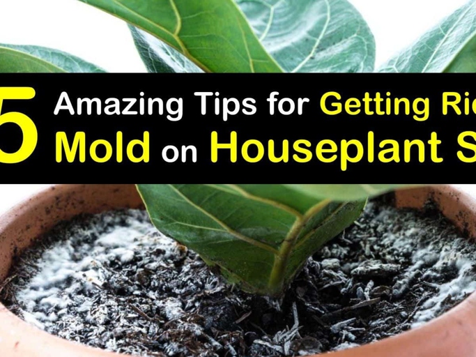 Baking soda is an effective way to get rid of mold on plant soil.