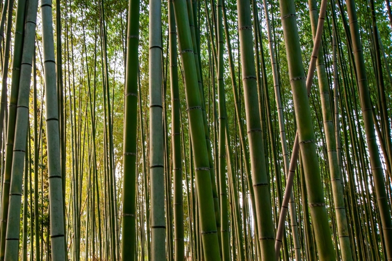 Bamboo can grow in both full sun and partial shade, so the best place to put bamboo is in an area that gets a mix of both.