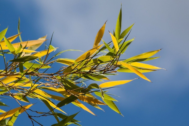 Bamboo changes color to white or yellow when it isn't getting enough light.
