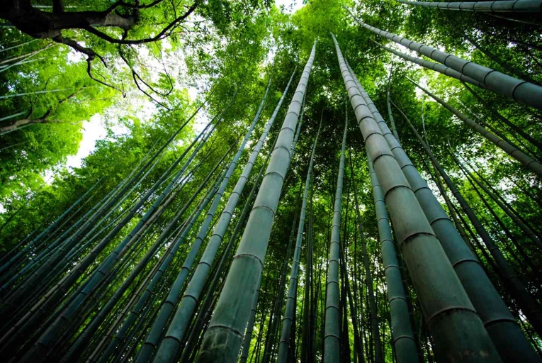 Bamboo is a fast-growing grass that can reach heights of up to 100 feet in just a few months.