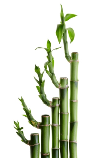 Bamboo is a tropical plant that requires a lot of sunlight to thrive. If your bamboo is shriveling, it's likely because it's not getting enough light.