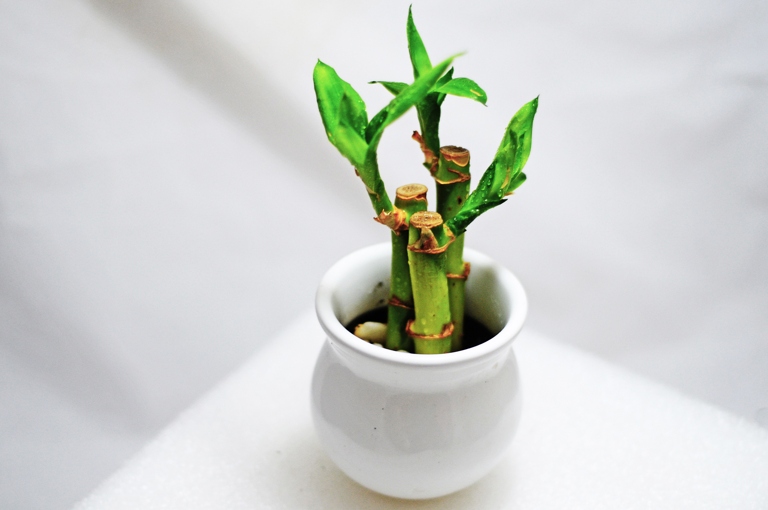 Bamboo plants are known to be able to grow in low light conditions, making them a perfect plant for indoor spaces.