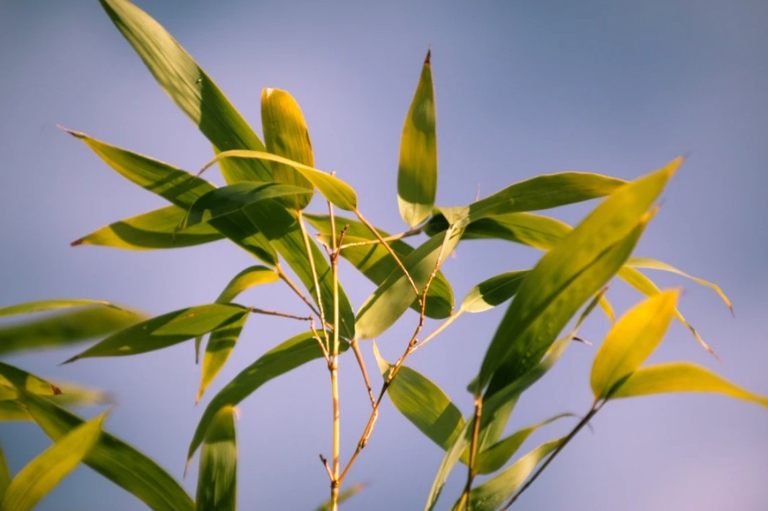 Bamboo plants can develop brown tips for a variety of reasons, including too much sun, too little water, or pests.