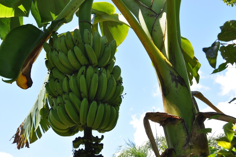 Bananas need a lot of light to grow, so be sure to place them near a sunny window.