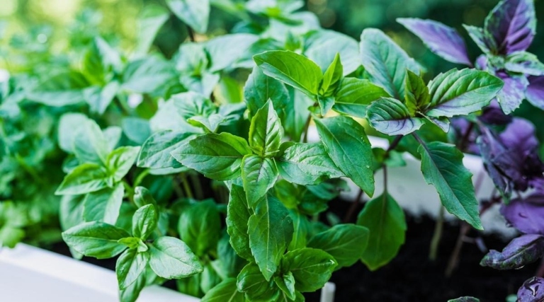 Basil has a high water retention capacity, making it an ideal plant to grow in coffee grounds.