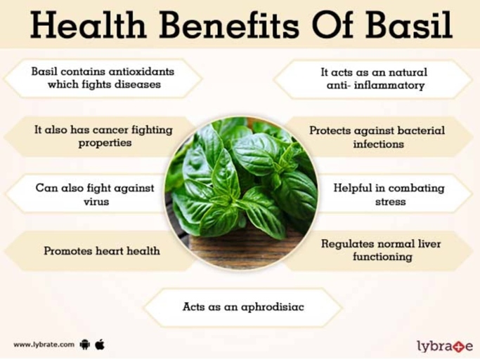 Basil has many benefits, one of which is that it helps prevent diseases.