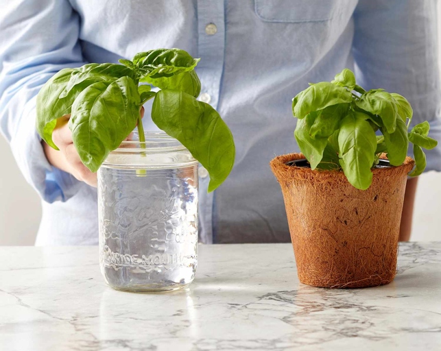 Basil is a popular herb that can be grown in a glass of water.