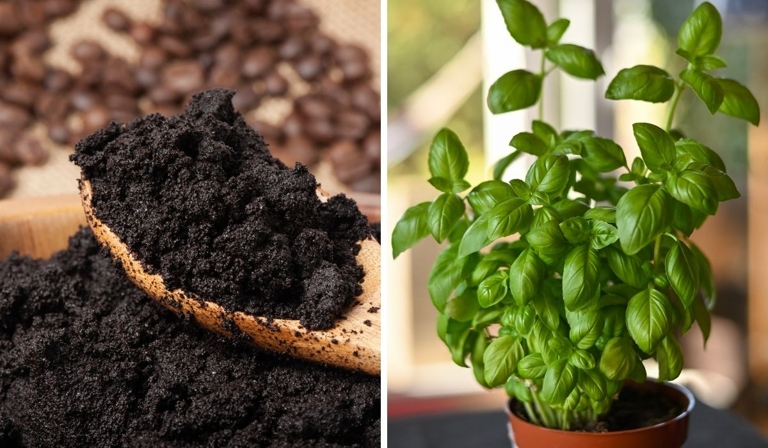 Basil is a popular herb that can be used in many dishes. Coffee grounds can be used to increase the soil acidity for basil, which can help the plant grow.