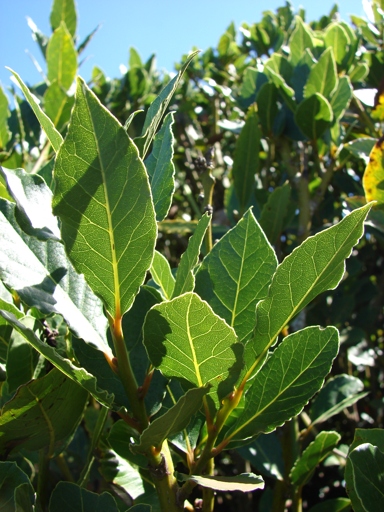 Bay laurel is an evergreen shrub that is native to the Mediterranean.
