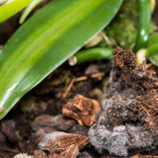 Be careful when handling moldy plant soil, as it can cause respiratory problems.