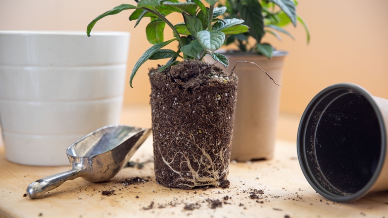 Be sure to use a pot that has drainage holes. If the plant is not too rootbound, you can replant it in new soil.
