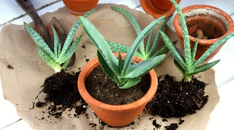 Be sure to use well-draining potting mix and water the plant deeply. Next, gently loosen the roots and replant in a pot that is slightly larger. To repot an aloe vera, start by removing the plant from its current pot.
