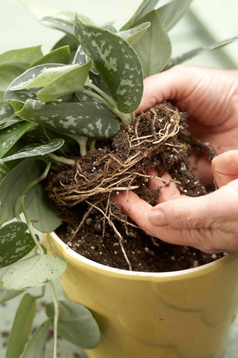 Be sure to water the fern well after repotting. To repot a plumosa fern, start by removing the plant from its current pot. Then, gently loosen the roots and place the plant in a new pot that is filled with fresh potting mix.