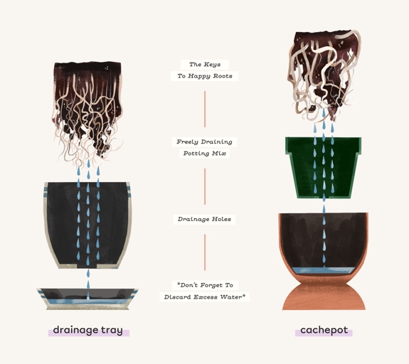 Before repotting, choose a pot that is only slightly larger than the current one and has drainage holes.