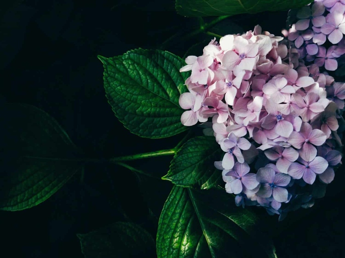 Before watering your hydrangea, check the soil moisture by sticking your finger about an inch into the soil.