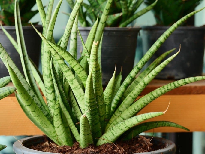 Bergeranthus is a plant that looks like aloe vera, but is not.