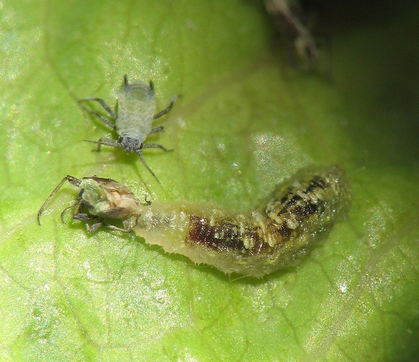Biological control is the use of living organisms to control pests.