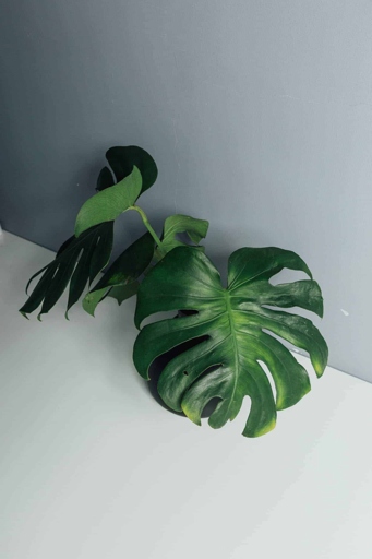 Biological controls are a great way to get rid of bugs on Monstera.