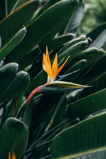 Bird of paradise need about 4-6 hours of direct sunlight each day.