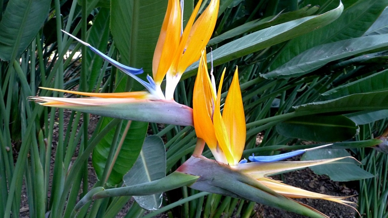 Bird of Paradise plants are commonly used in interior decoration due to their unique and tropical appearance.