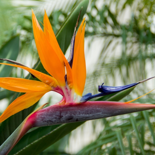 Bird of Paradise plants are native to South Africa and are known for their unusual and beautiful flowers.