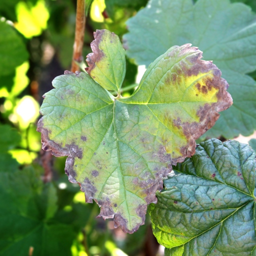 Black spots on mint leaves are caused by a fungal disease called anthracnose. Treatment for this disease includes removing affected leaves, as well as applying a fungicide to the plant.