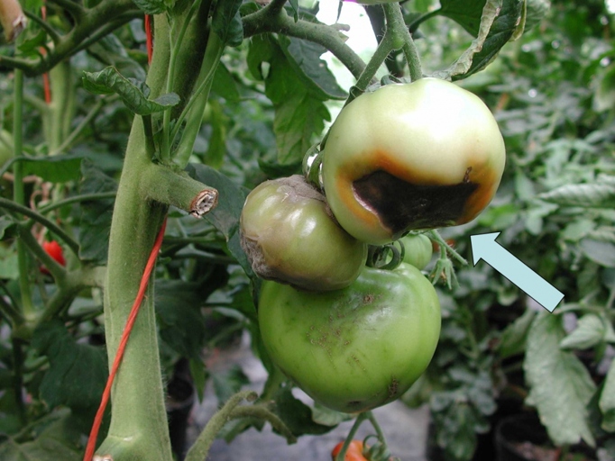 Blossom end rot is a common problem with peppers, but it can be controlled with proper management.