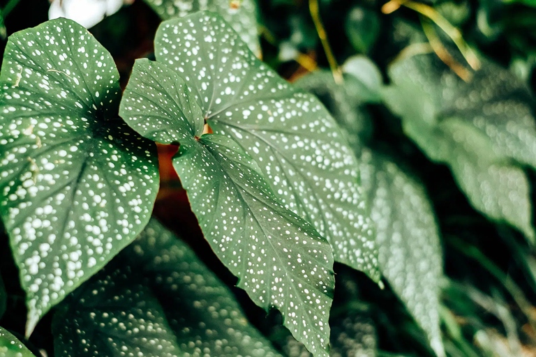 Both the Begonia Maculata Wightii and Angel Wing have large, dark green leaves with silver spots.