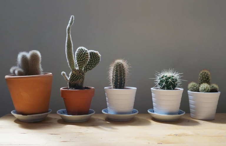Bring your cactus indoors before the first frost to avoid brown spots.