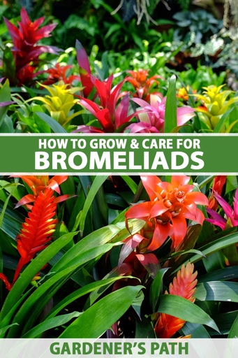 Bromeliads are a genus of flowering plants that includes over 3,000 species.