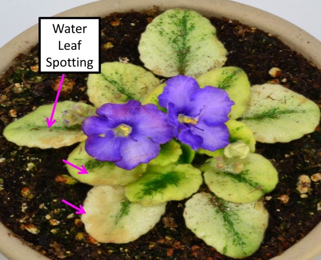 Brown spots on African violet leaves are usually caused by one of eight things: too much sun, not enough sun, too much water, not enough water, too much fertilizer, not enough fertilizer, pests, or disease.