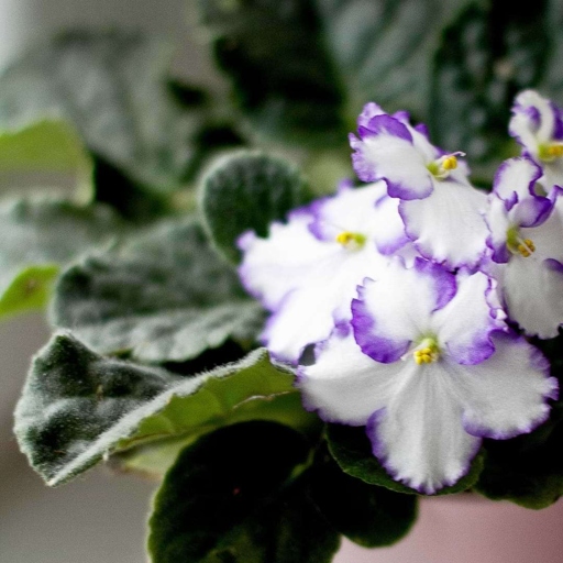 Brown spots on African violet leaves can be caused by a number of things, including too much sun, not enough water, or a fungal infection.