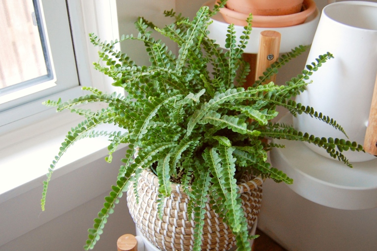 Button ferns are easy to care for and make a great addition to any indoor space.