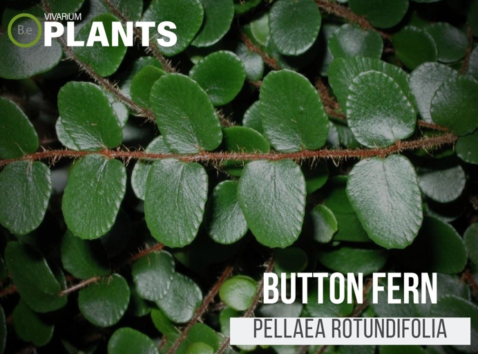 Button ferns are native to humid, tropical climates and prefer high humidity levels.