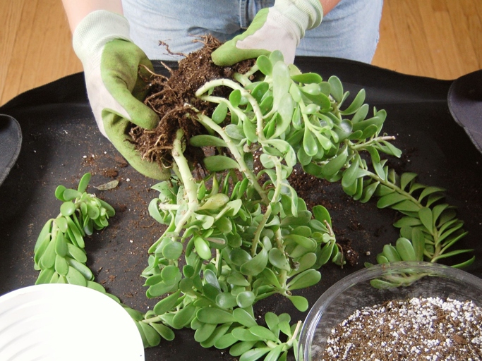 Button ferns are susceptible to a few different diseases, the most common being root rot.