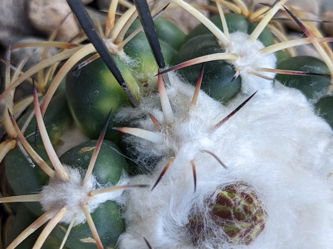 Cacti are susceptible to pests, so it is important to inspect them regularly for any signs of infestation.