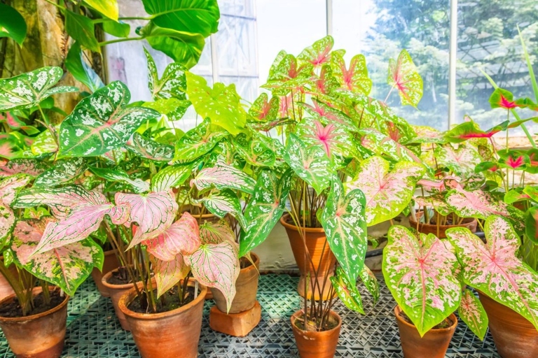 Caladium and syngonium are both tropical plants that are popular for their ornamental leaves.