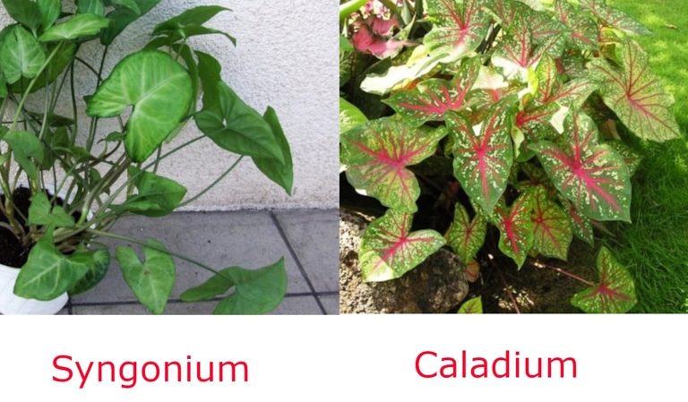 Caladiums and syngoniums are both tropical plants that are native to South and Central America.