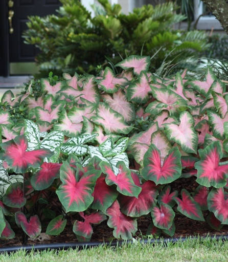 Caladiums are known to die back during certain seasons, but there are ways to help prevent this from happening.