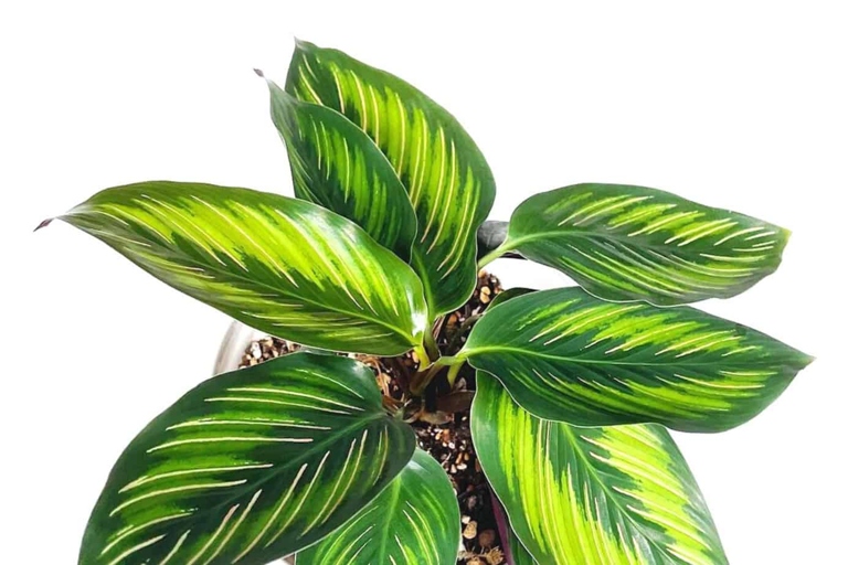 Calathea Beauty Stars are native to the tropical forests of South America and thrive in humid conditions.