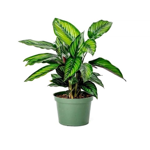 Calathea Beauty Stars require bright, indirect light to maintain their vibrant colors.