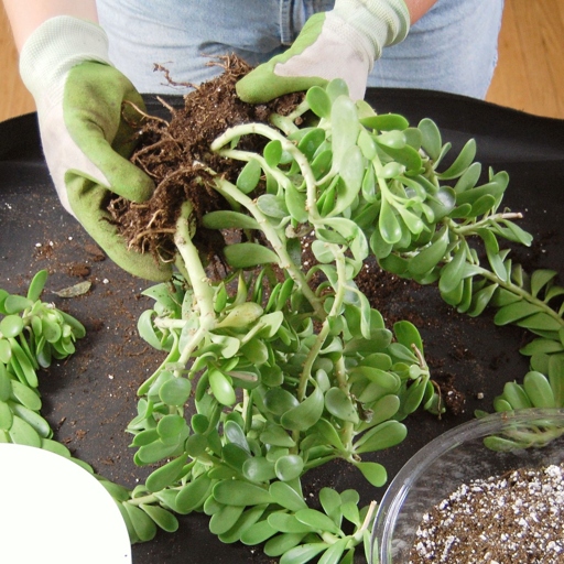 Calathea root rot is a common problem that can be caused by several different fungi.