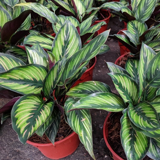 Calatheas are a type of plant that can thrive in bathrooms.