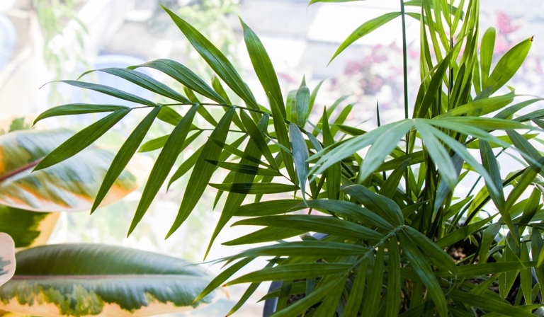 Cat palms and majesty palms are both popular houseplants, but they have different growing requirements.